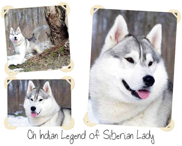 Indian Legend of SL